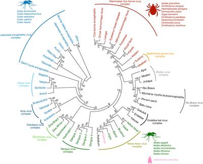 Cross-Reactive Immunity Among Flaviviruses